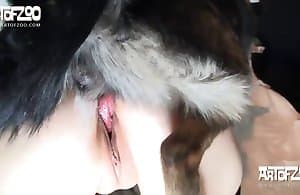 Con gà điên đang nhận được niềm vui bởi con chó của mình